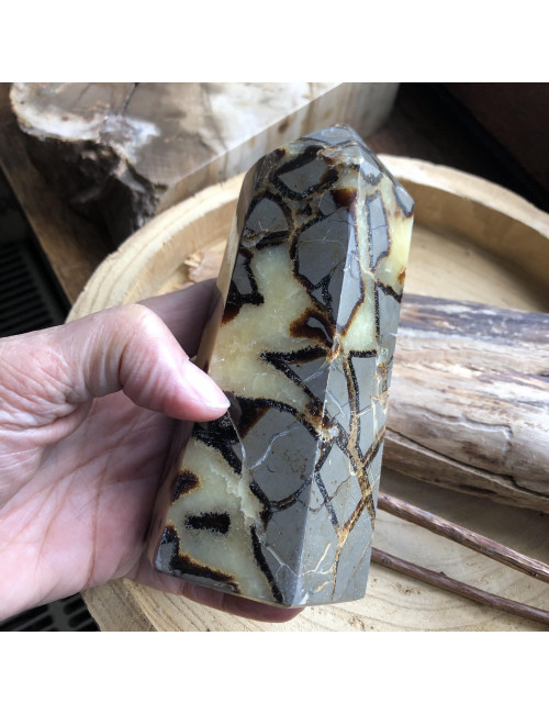 Septaria, Pointe 150 mm