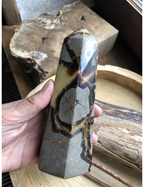 Septaria, Pointe 170 mm